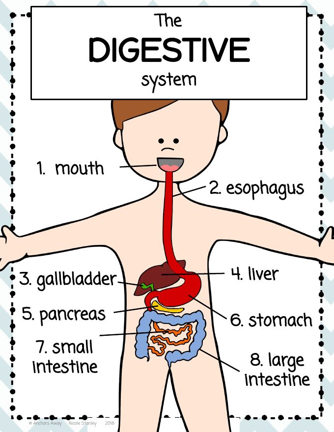 Digestive system poster labelling the organs
